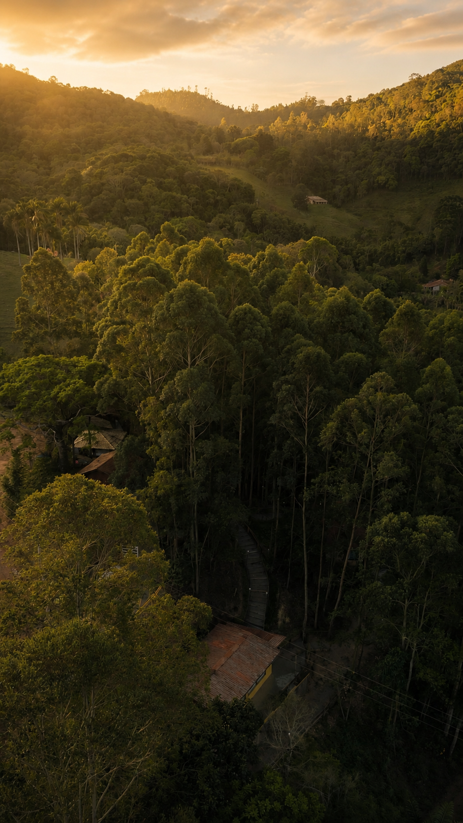 Mata atlântica em Joanópolis